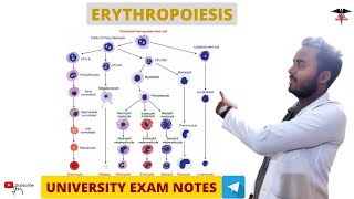 Erythropoiesis  Blood Physiology [upl. by Fabrianne]