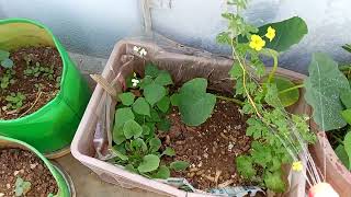 How To use మజ్జిగ For మొక్కలకు AnushaGardener Buttermilk use for plants in TeluguOrganic fetlizer [upl. by Droffig]