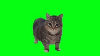 CAT BRAINROT  CAT SPINNING  OIIAOIIA CAT  VIRAL CAT BRAINROT  CATS FAVOURITE VIDEO cat shorts [upl. by Enelrahc]