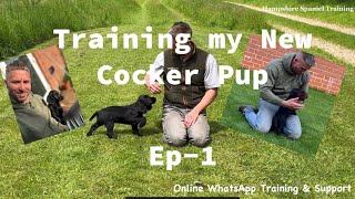 Ep1 Training my New Working Cocker Spaniel Puppy [upl. by Dymoke]