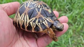 High yellow Baby Radiated Tortoise Astrochelys radiata Critically Endangered Species [upl. by Britteny]