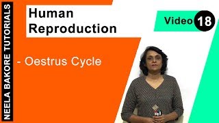 Human Reproduction  NEET  Oestrus Cycle  Neela Bakore Tutorials [upl. by Yllus]