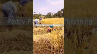 Paddyplanting Threshing ropa traditional youtubeshorts farming [upl. by Fogel]