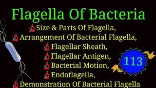 Flagella amp Endoflagella Of Bacteria Arrangement Of Bacterial Flagella EnteMicrobialWorldbacteria [upl. by Haidabo]