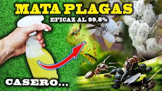 MATA todas las PLAGAS de tus plantas con el INSECTICIDA CASERO más eficaz [upl. by Valiant421]