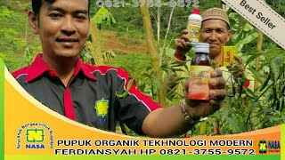 Pestisida PembasmiPencegah Hama Cabe Serta Meningkatkan Hasil Panen cabe [upl. by Andaira]