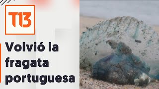 Cierran seis playas para el baño por fragata portuguesa [upl. by Ancalin237]