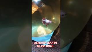 Almond leaf on glass bowl [upl. by Melania319]