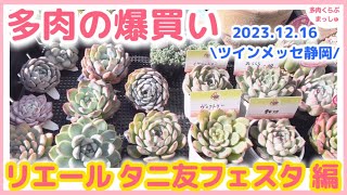 【多肉植物】多肉イベントで爆買い「リエールタニ友フェスタinツインメッセ静岡」で狩っ多肉 [upl. by Sillyhp]