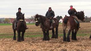 Belgian Draft Horses the famous horse gallop around the quotTiense Bergquot in Hakendover [upl. by Atnamas664]