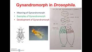 Gynandromorph in DrosophilaGenetics [upl. by Aenea]