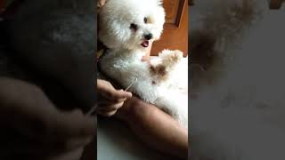 Male Bichon Frise Dog Screaming when babysitter applying ointment [upl. by Atla]