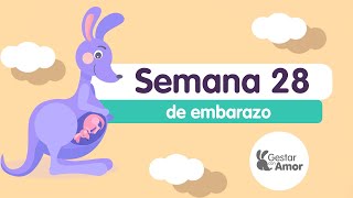 Semana 28 de embarazo ¡Llegó el tercer trimestre [upl. by Raleigh]