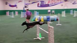 Rake agility whippet earns a Jumpers Q [upl. by Annavaig]