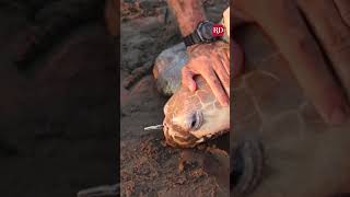 This sea turtle was freed from a plastic fork turtles turtlerescue [upl. by Gabbey]