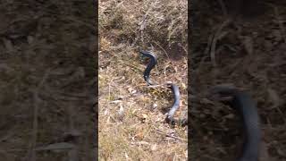 redbelly black snake grampians national park Victoria Australia [upl. by Aniri]