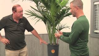 Plantz Profile Kentia Palm [upl. by Munmro]