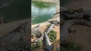 crocodile alligator florida everglades miami usa travel wildlife nature crocodiles [upl. by Leesen176]