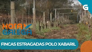 🍇🐗 CEPAS DESTROZADAS POLOS ATAQUES DO XABARIL [upl. by Layney145]