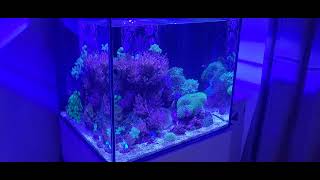 Soft Coral Reef Tank  Aquaone reefsys 180 [upl. by Hgeilhsa]