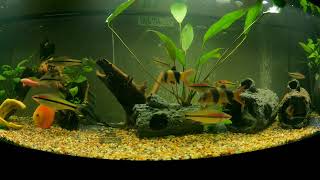 Evening in my community 125 gal aquarium with Relaxing spa music beautiful 4K video for ambiance [upl. by Nrol]