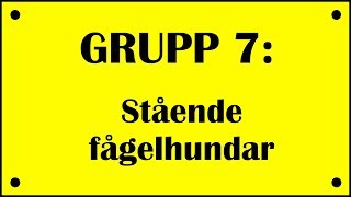 GRUPP 7 Stående fågelhundar 710 [upl. by Haidabej808]