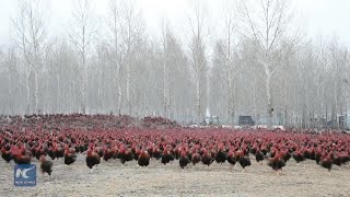 Chinese farmer and his 70000 chickens become online celebrities [upl. by Arhoz]