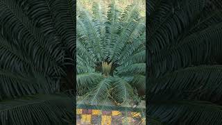 Beauty of Cycas in my garden 🏡flower garden cycas plant shorts [upl. by Lowis]