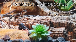 Hemidactylus imbricatus  Der Viperngecko und sein Terrarium [upl. by Lasley164]