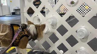 New Dog Enrichment Idea The “sniffy wall” [upl. by Trebbor234]