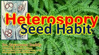 Heterospory Seed Habit Pteridophytes Gymnosperms B Sc M Sc Admission St Josephs College [upl. by Keese]