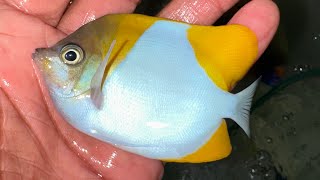 “REEF SAFE” Pyramid Butterflyfish [upl. by Nnylyaj738]