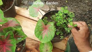 How to Grow caladium Plant in tamil gardeningtips waterlilly rabbit bunnies [upl. by Adrahc]