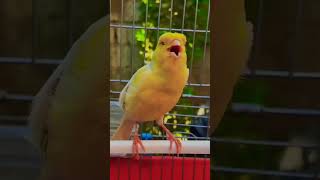 Kanarienvogel gesang canarysounds youtubeshorts shorts [upl. by Noraj]