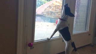 Puppy Howling amp Whining at Being Left Out Rat Terrier [upl. by Huai]