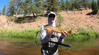 BROWN TROUT BIGGER THAN THE NET HANDLE flyfishing troutfishing [upl. by Assitruc]