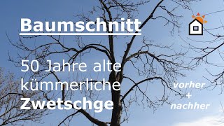 Baumschnitt Zwetschge Hochstamm 50 Jahre  vorher amp nachher [upl. by Veronique71]