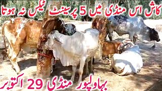 Bahawalpur Cow Mandi Cholistani Mandi Nukre Gulabi Ablk Bachre Bachri  Global Village Farming [upl. by Alyar]