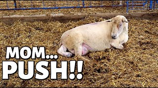 7 DAYS OF LAMBING DAY TWO FOUR Sets of TRIPLETS in ONE DAY Vlog 348 [upl. by Oswald]