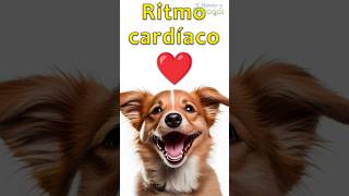 Ritmo cardíaco de los perros ❤️ [upl. by Reyotal]