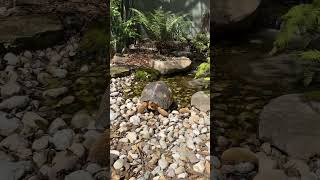 Update of the Radiated Tortoise Stream at the Central FloridaZootortoise radiatedtortoise zoo [upl. by Queena]