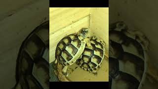 Southern European Marginated Tortoise Hatchlings [upl. by Aiselad830]