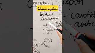 Chemoreceptorsshorts physiology respiratory [upl. by Yhtak]