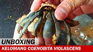 UNBOXING Kelomang Coenobita Violascens  Unboxing Video  Crabpedia [upl. by Eirod807]