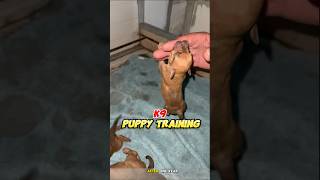 Puppy k9 training 🔥 dog germanshepherd pitbull k9puppy dogtraining [upl. by Ocinom]