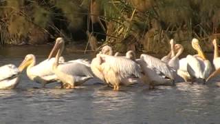 Lake Naivasha Kenya [upl. by Roselani]