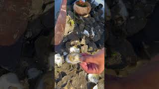 Oyster So Fresh So Delicious fyp oysters fresh food seafood delicious 100kviews [upl. by Onileva]