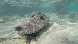 Snorkeling Hotel Tamassa  Bel Ombre  Ile Maurice  Masque easybreath [upl. by Pippo]