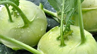 Kohlrabi wie du es noch nie gegessen hast  meine 3 LieblingsRezepte Auflauf Gemüse Pfanne [upl. by Madi940]