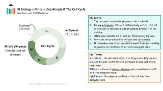 Mitosis Cytokinesis amp The Cell Cycle IB Biology SLHL [upl. by Ainavi994]